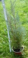 Pflanze Thuhe ca 50cm