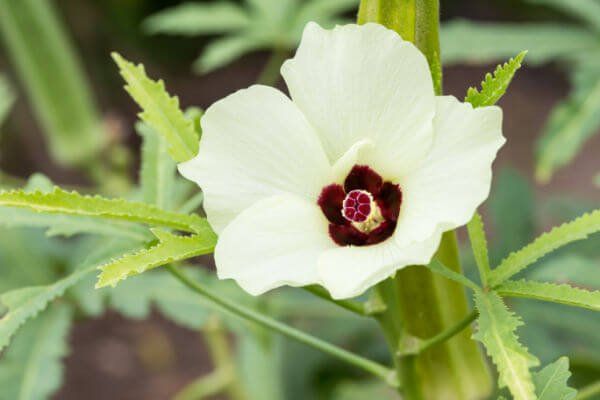 Piante & sementi: OKRA grün / 10 Samen – Nuovo (secondo la descrizione) da Hinteregg venduto da ERFOLG78 3