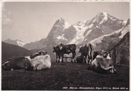 Mürren Allmendhubel Eiger, Mönch 1935