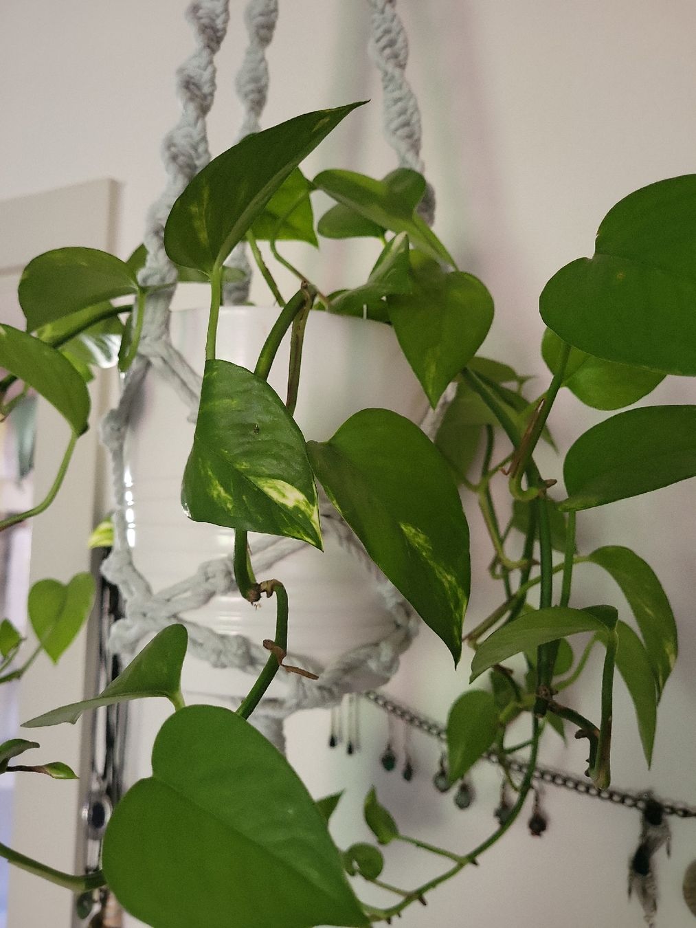 Piante & sementi: Epipremnum aureum Pflanze + Topf + makrame Blumenampel – Nuovo (secondo la descrizione) da Zürich venduto da sahaara01 5