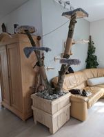 Kratzbaum Naturholz mit Liegeplätzen grau sehr gut