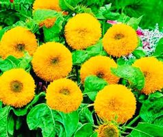 10 SAMEN  GRAINES  SEMI SEEDS СЕМЕНА