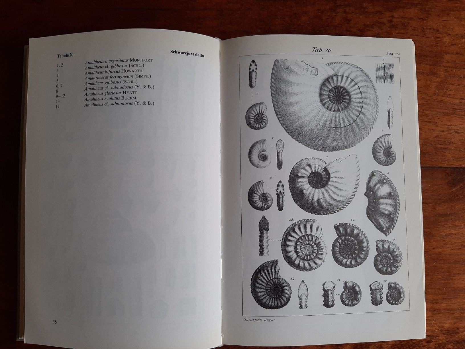 Libri: Fossilien Buch Der Jura – Usato da Rickenbach BL venduto da Oktober68 3
