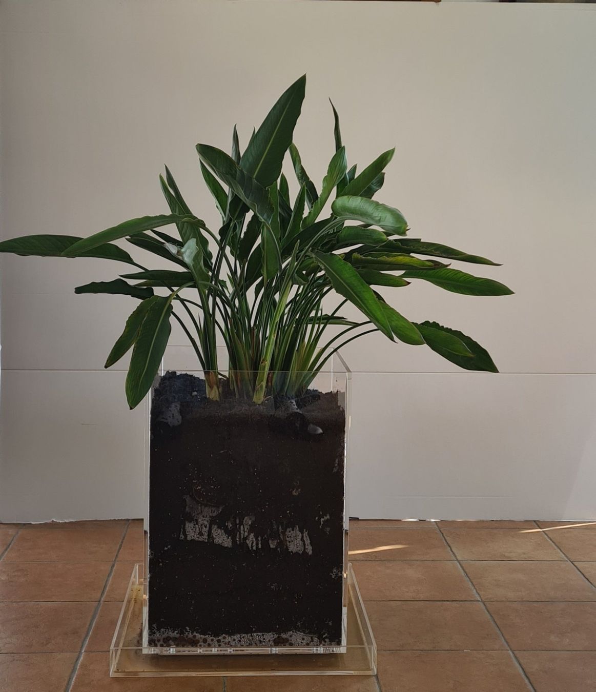 Piante & sementi: Paradiesvogelblume Strelitzia in Plexiglasbehälter – Usato da Stäfa venduto da Vallehondo