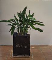 Paradiesvogelblume Strelitzia Reginae in Plexiglasbehälter