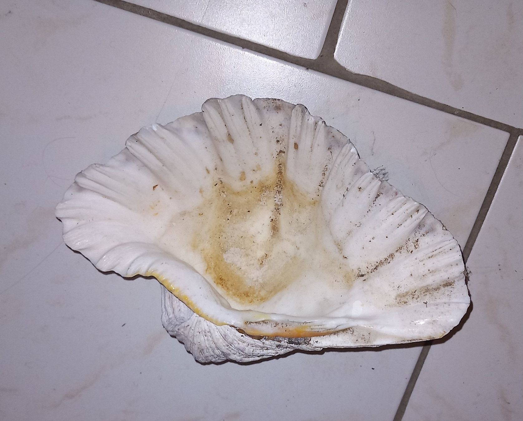 Fossili: MUSCHEL – Usato da Ried-Brig venduto da ugukim