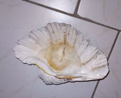 MUSCHEL