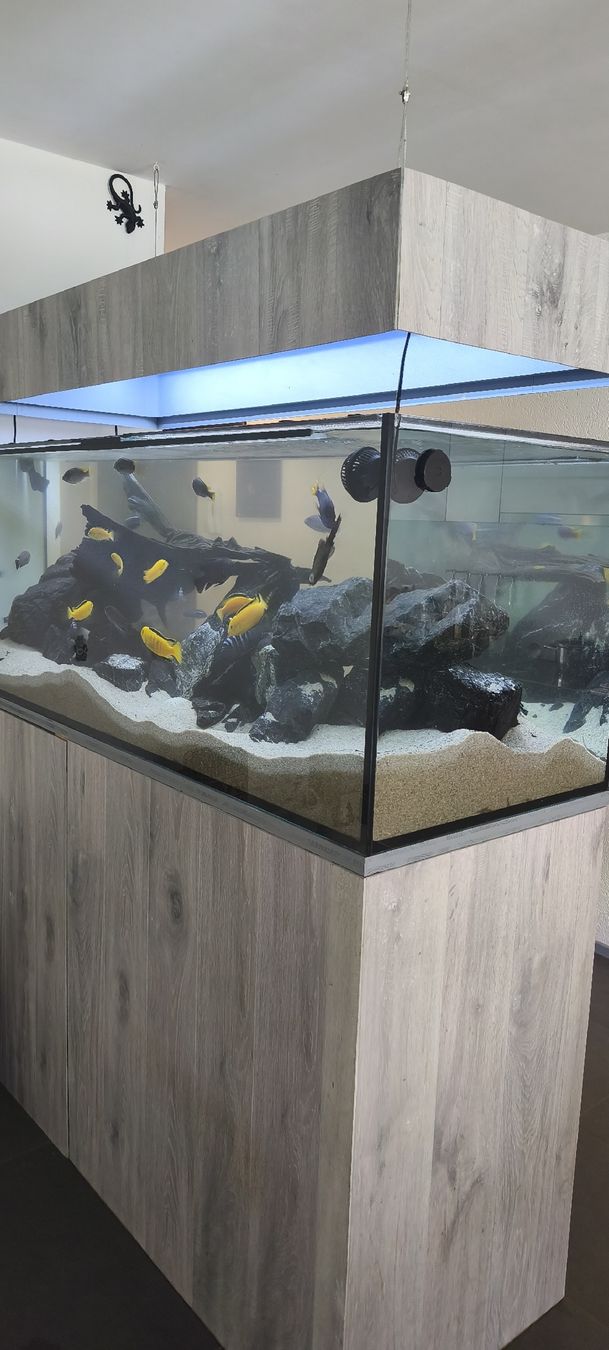 Acquari: aquarium 600l – Usato da cortaillod venduto da bigbus01