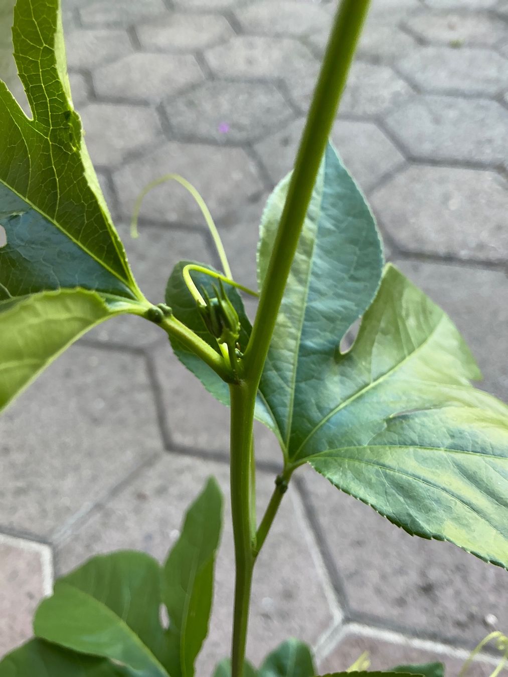 Pflanzen & Samen: Exotische Passionsblume Eia Popaia – Gebraucht aus seon von Agnom 2