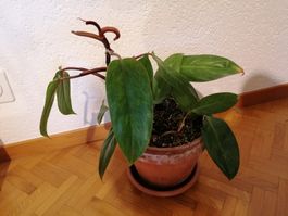 Philodendron Painted Lady
