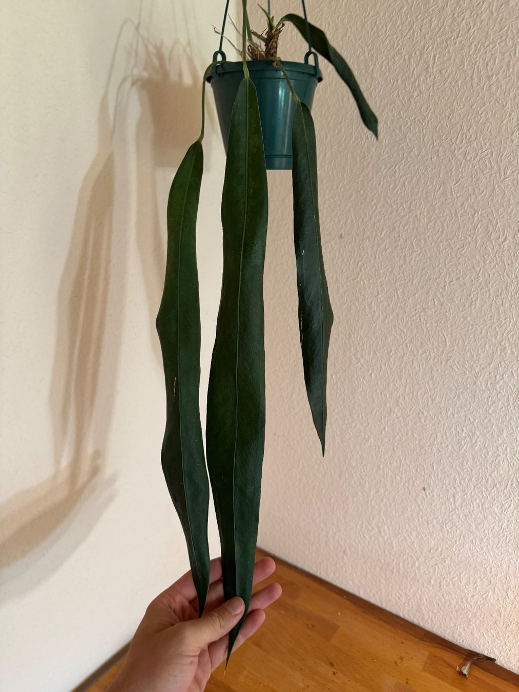 Pflanzen & Samen: Anthurium vittarifolium – Gebraucht aus Männedorf von mrclst 1