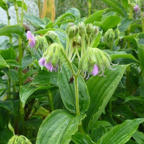 Plantes & graines: Witwenträne - Tinantia erecta - 25 Samen – Neuf avec emballage d'origine à Sumiswald par Cham14558 1