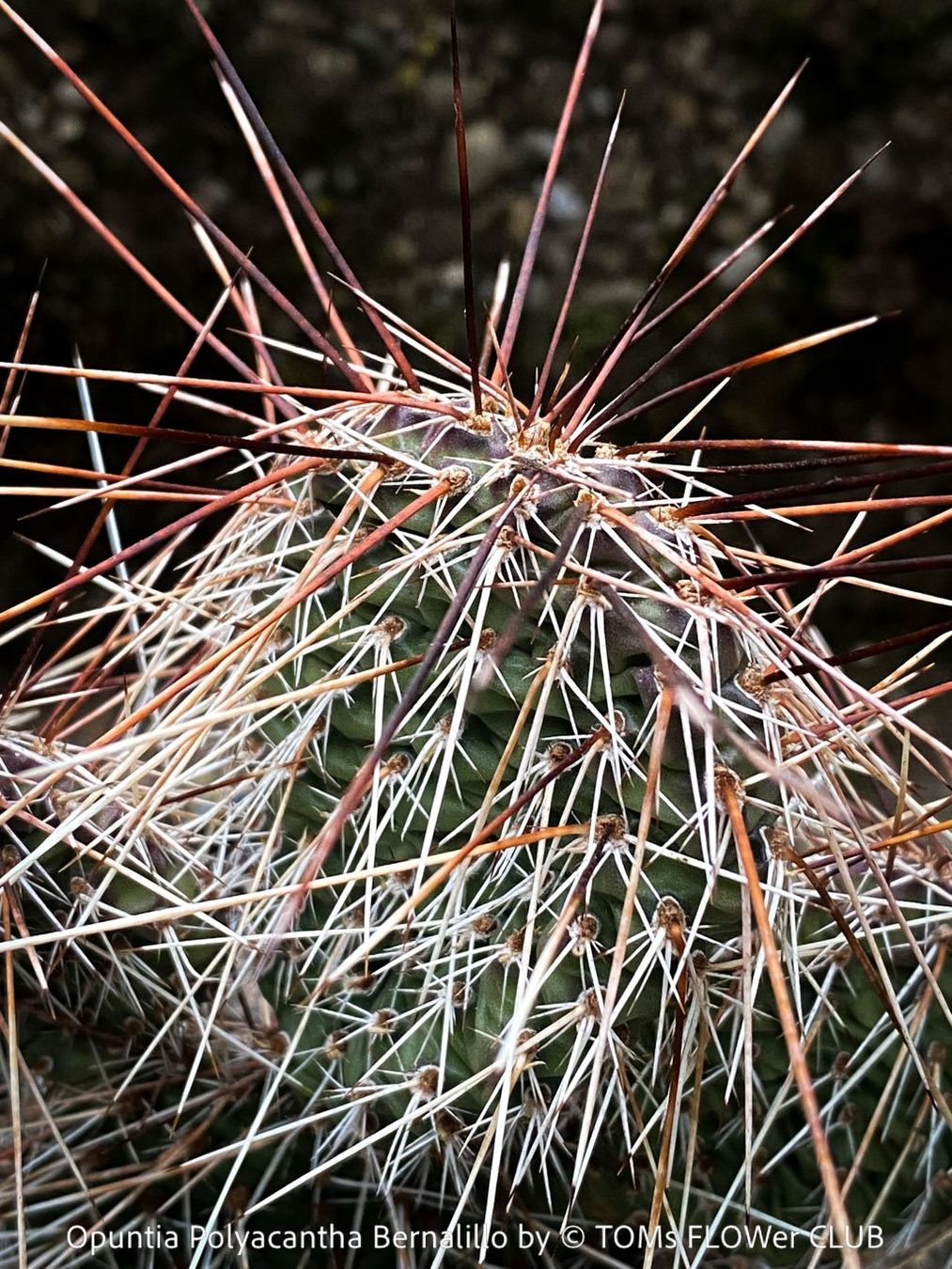 Piante & sementi: Opuntia Polyacantha Bernalillo - winterharter Kaktus – Nuovo e nell'imballaggio originale da Adliswil venduto da astom369 4