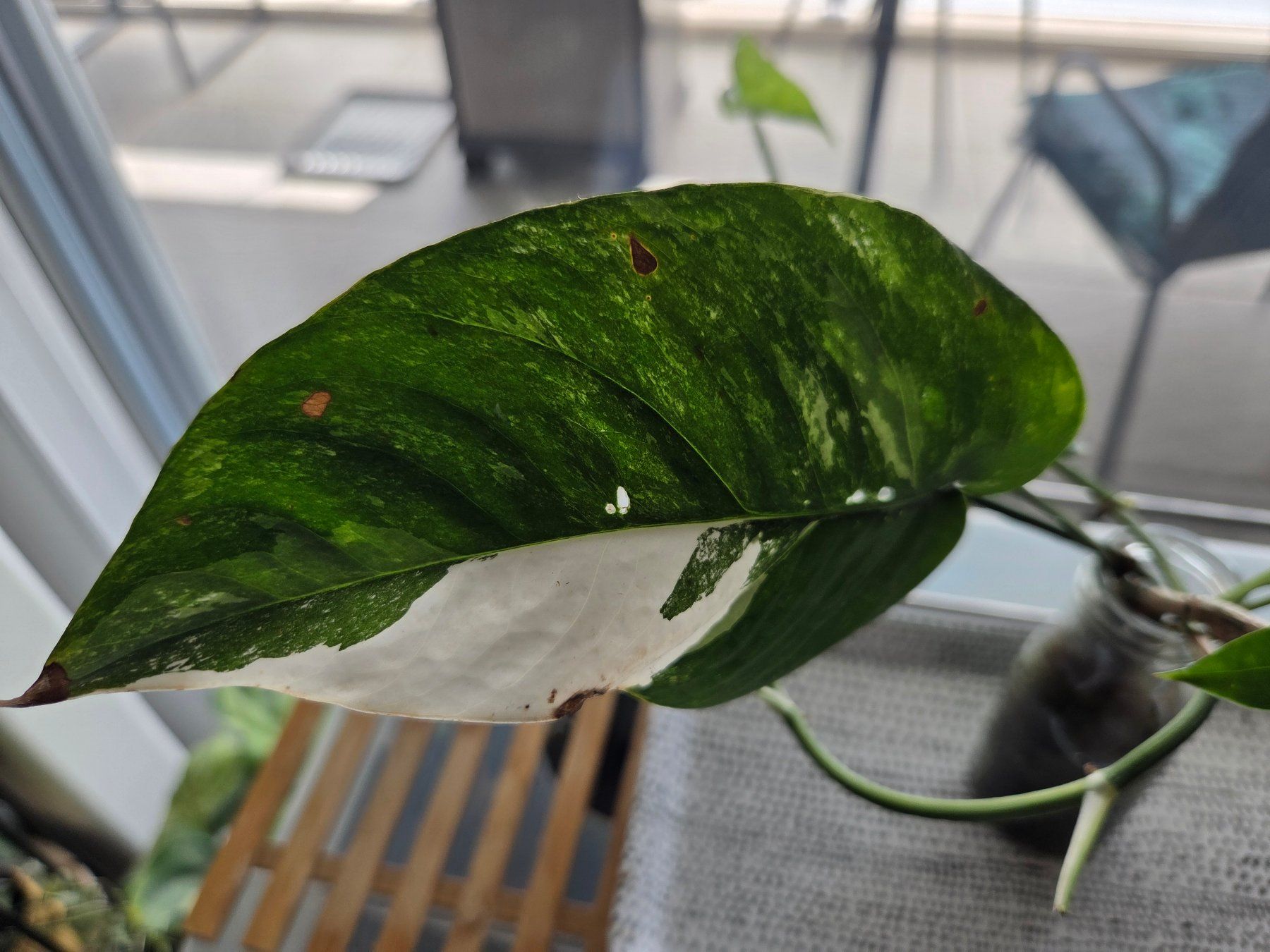 Piante & sementi: ** Epipremnum Pinnatum variegata** – Usato da Broc venduto da omegadlocks 3