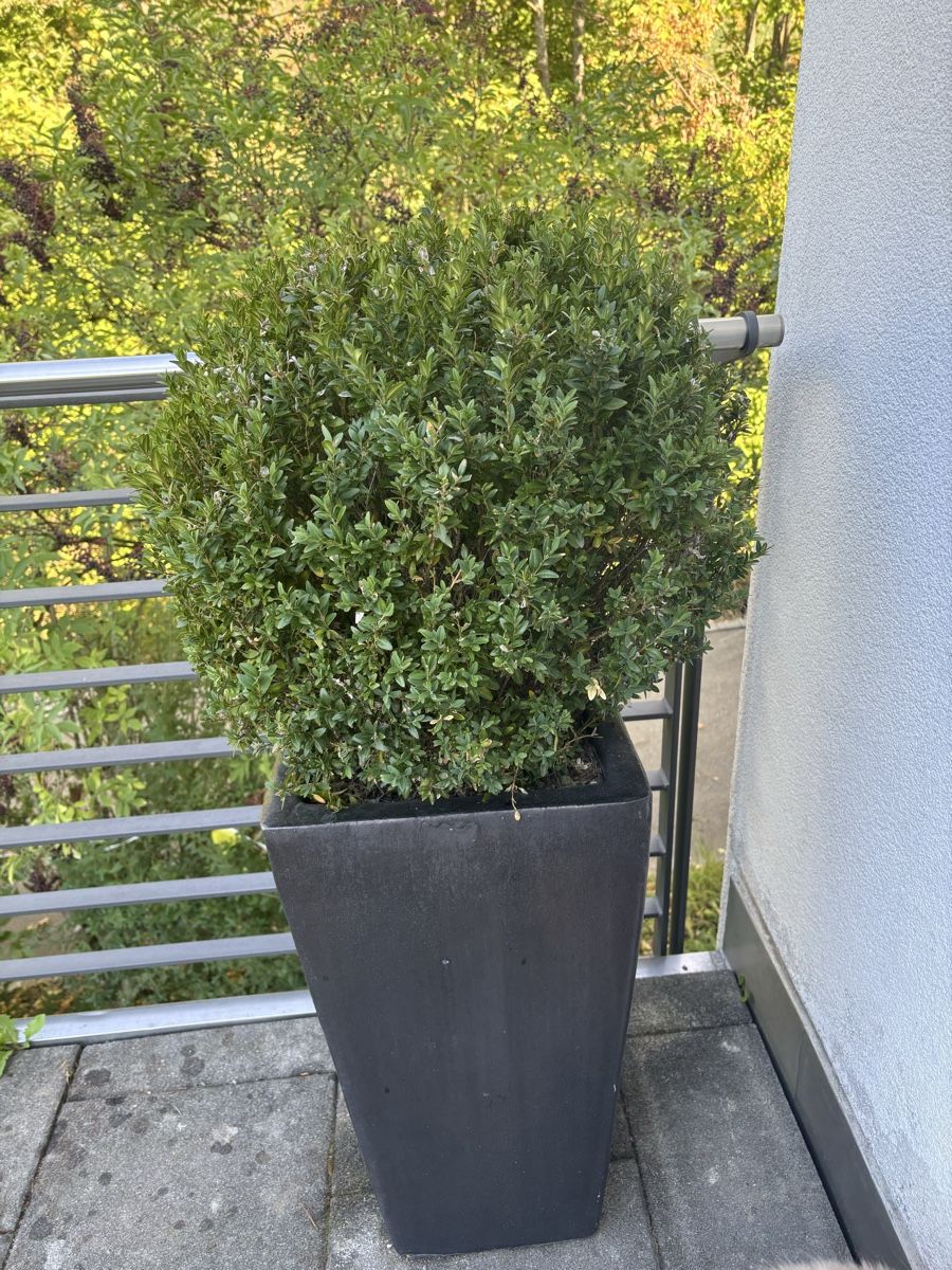 Pots de fleurs: Drei Buchsbäume im Topf – D'occasion à Uerikon par Mfasciati0 1