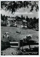 Buchs SG Buchserberg Hotel Schafe 1946 gut erhalten