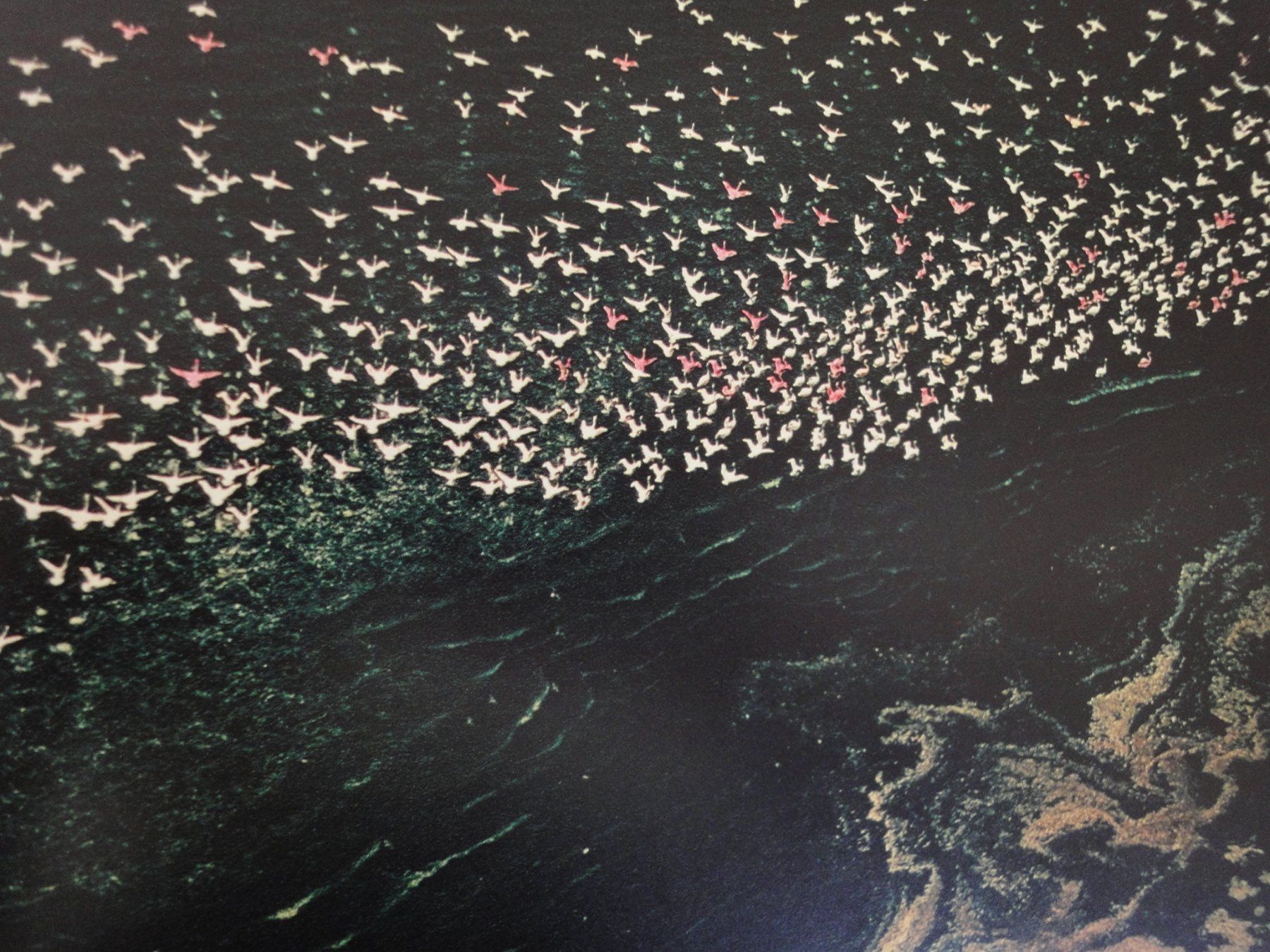 Bücher: Die Schöpfung - Ernst Haas – Neu (gemäss Beschreibung) aus Biel/Bienne von 07helios032 7