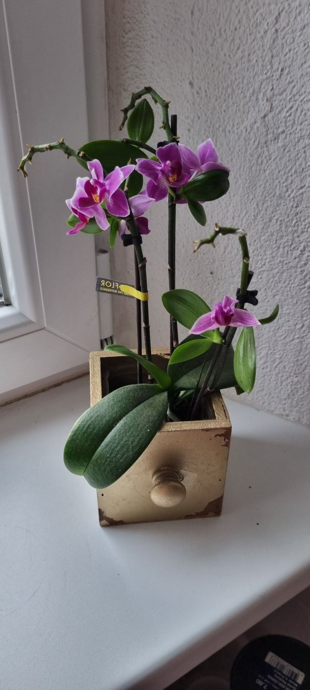 Piante & sementi: Orchidee im Blumenpott schubladenoptik lila blühend – Usato da egliswil venduto da Maggy6