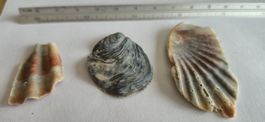 Schöne Muscheln für Sammlung, 3 Stk,für Anhänger&Schmuck 