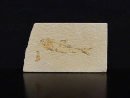 Versteinerter Fisch Fossil KNIGHTIA EOCAENA GREEN RIVER USA