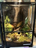 Terrarium 60x40x40, voll eingerichtet und fixfertig