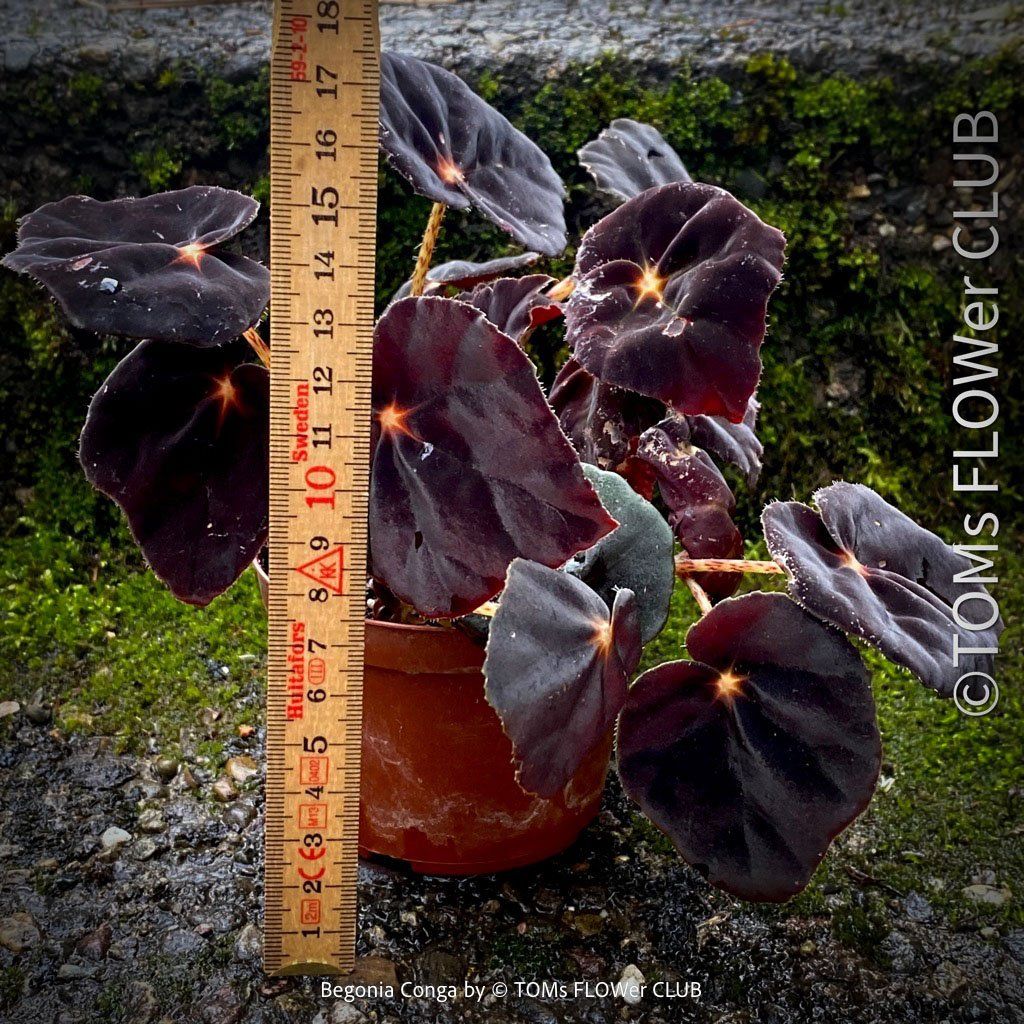 Piante & sementi: Begonia Conga - wunderschöne samte burgundy Blätter – Nuovo e nell'imballaggio originale da Adliswil venduto da MarkyForest 1