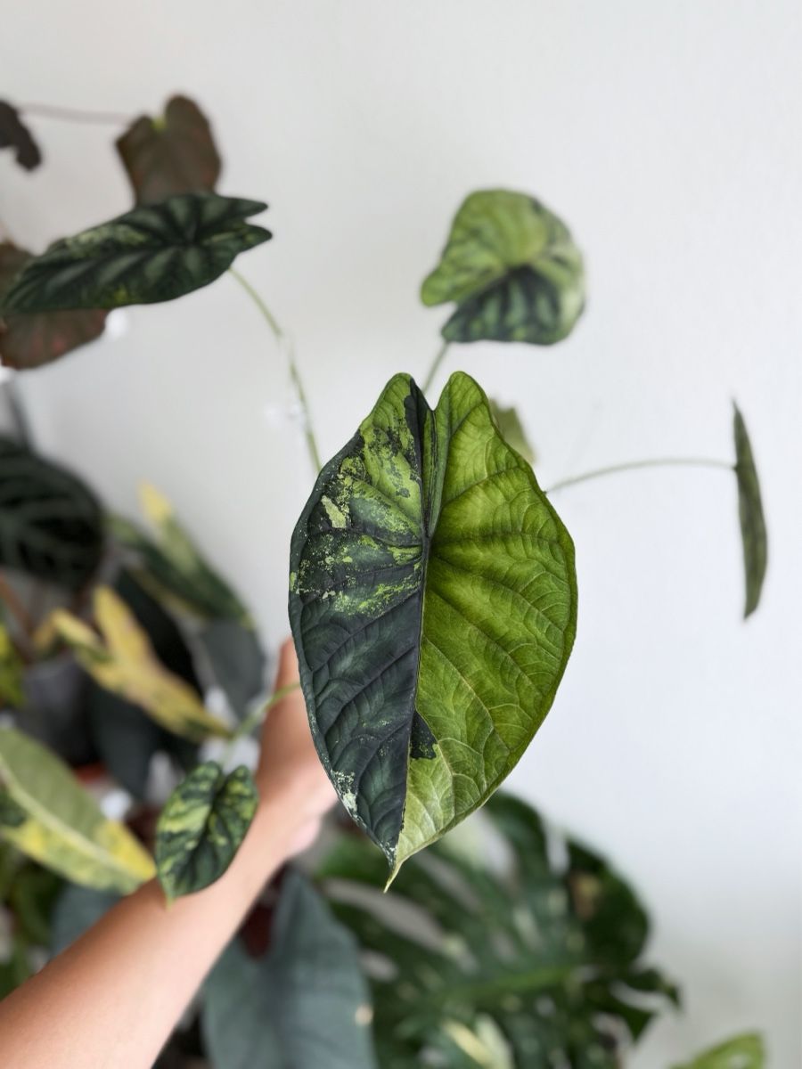 Piante & sementi: Alocasia Dragon Scale Albo – Nuovo (secondo la descrizione) da Bern venduto da Lucas_Ma 1