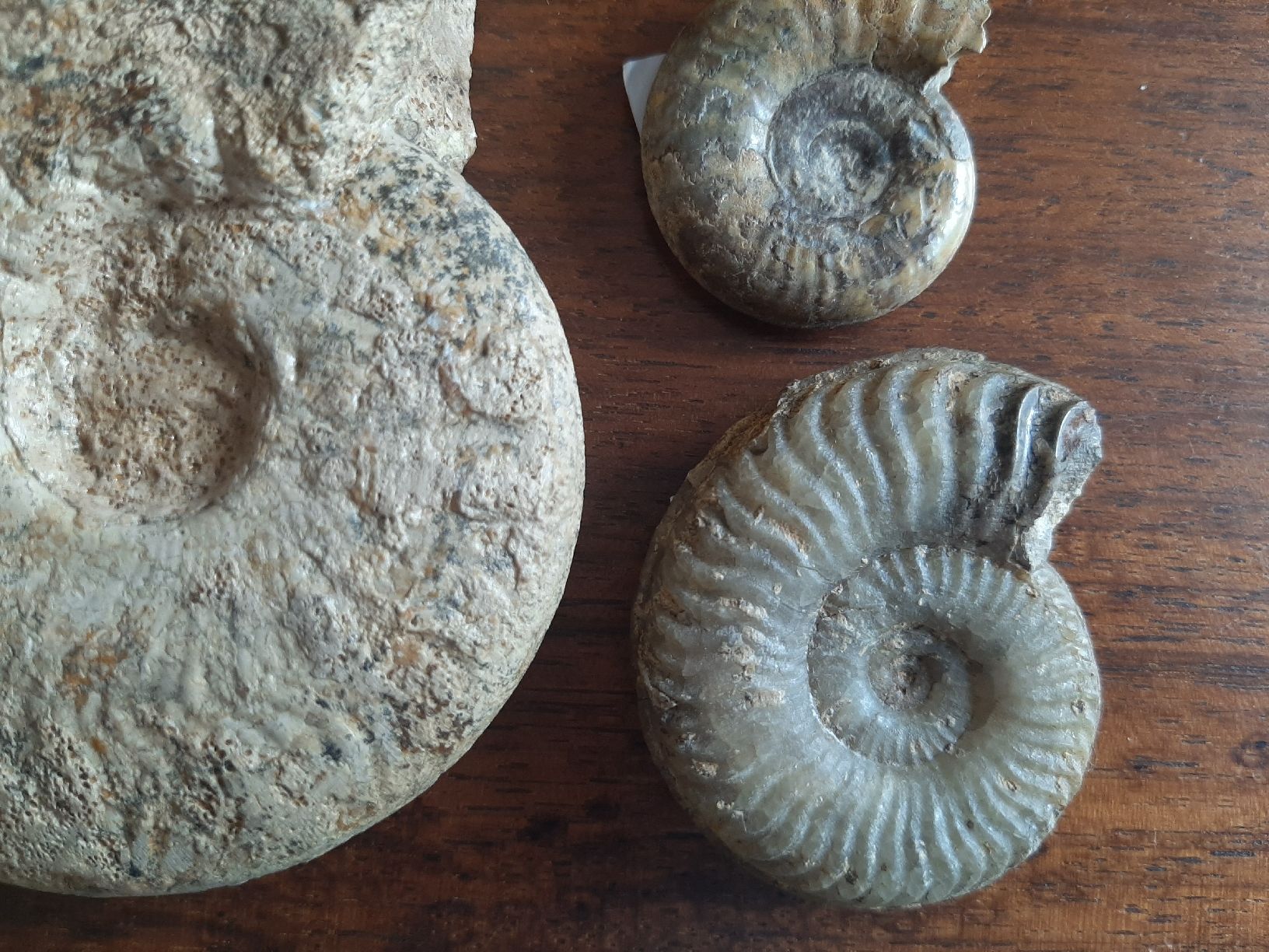 Fossili: Ammoniten Normandie – Usato da Rickenbach BL venduto da Oktober68 2