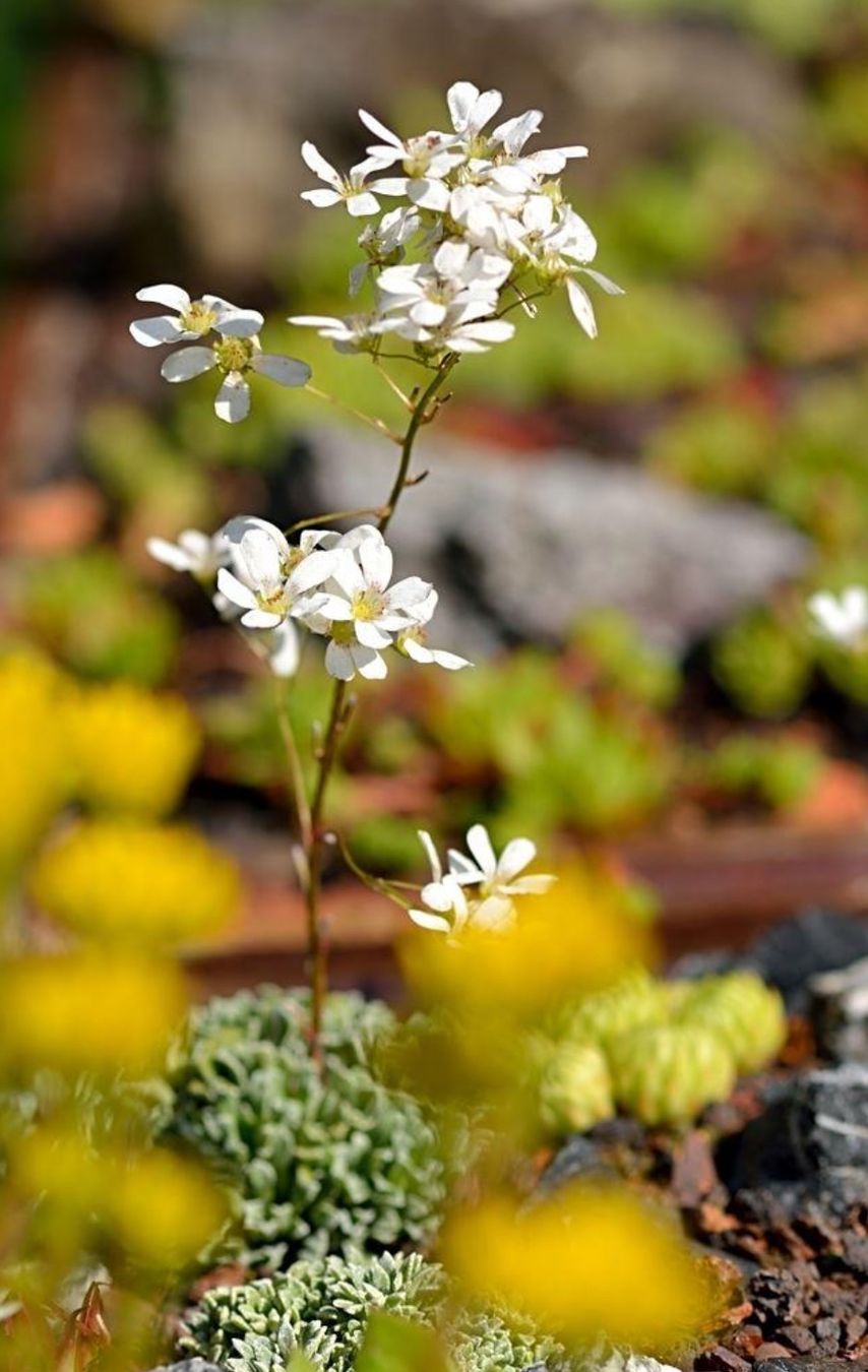 Piante & sementi: LÖFFELBLÄTTRIGER STEINBRECH - SAXIFRAGA COCHLEARIS RCHB. – Nuovo (secondo la descrizione) da Buchs AG venduto da fischli610 6