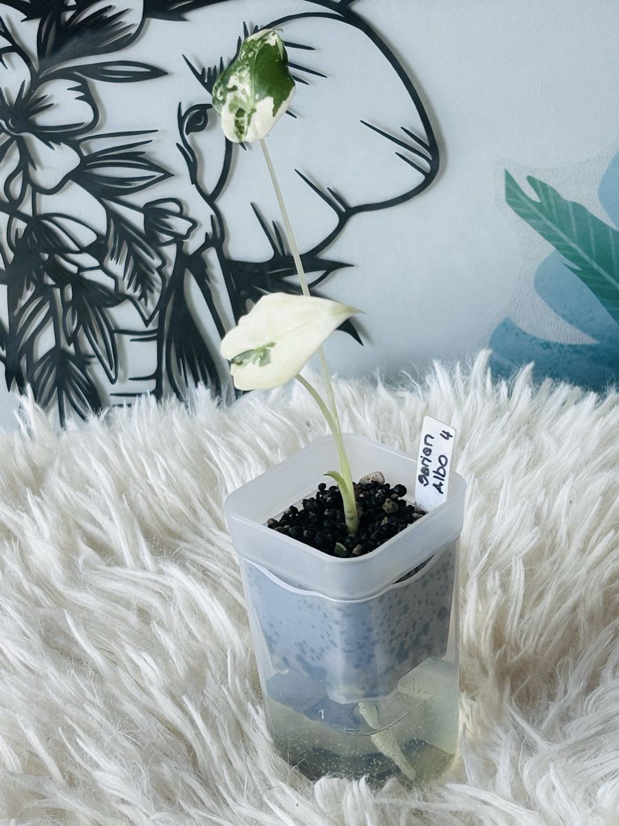 Piante & sementi: Alocasia Sarian Albovariegata  – Nuovo (secondo la descrizione) da Scherzingen venduto da Elefantenohr.ch