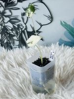 Alocasia Sarian Albovariegata 