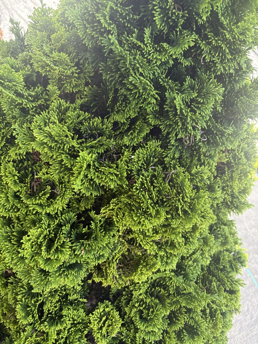 Piante & sementi: Zwerg hinoki scheinzypresse – Usato da Oftringen venduto da SCHIBLI1 2