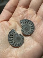 Ein Paar fossile 