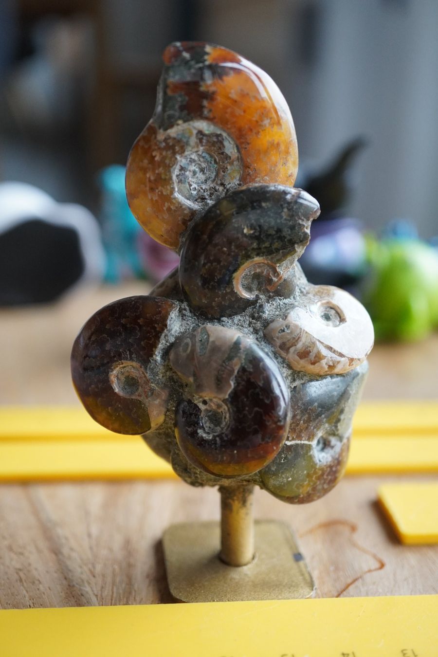 Fossili: Ammonit Cluster Figur   10cm  x 5cm – Nuovo e nell'imballaggio originale da Eschenbach SG venduto da topstone 7