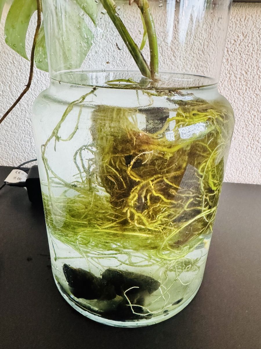 Piante & sementi: Monstera variegata – Usato da Worblaufen venduto da mar_tfk8 4