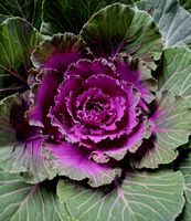 Zierkohl "BRASSICA OLERACEA" H: 15 - 30cm Garten Zierpflanze