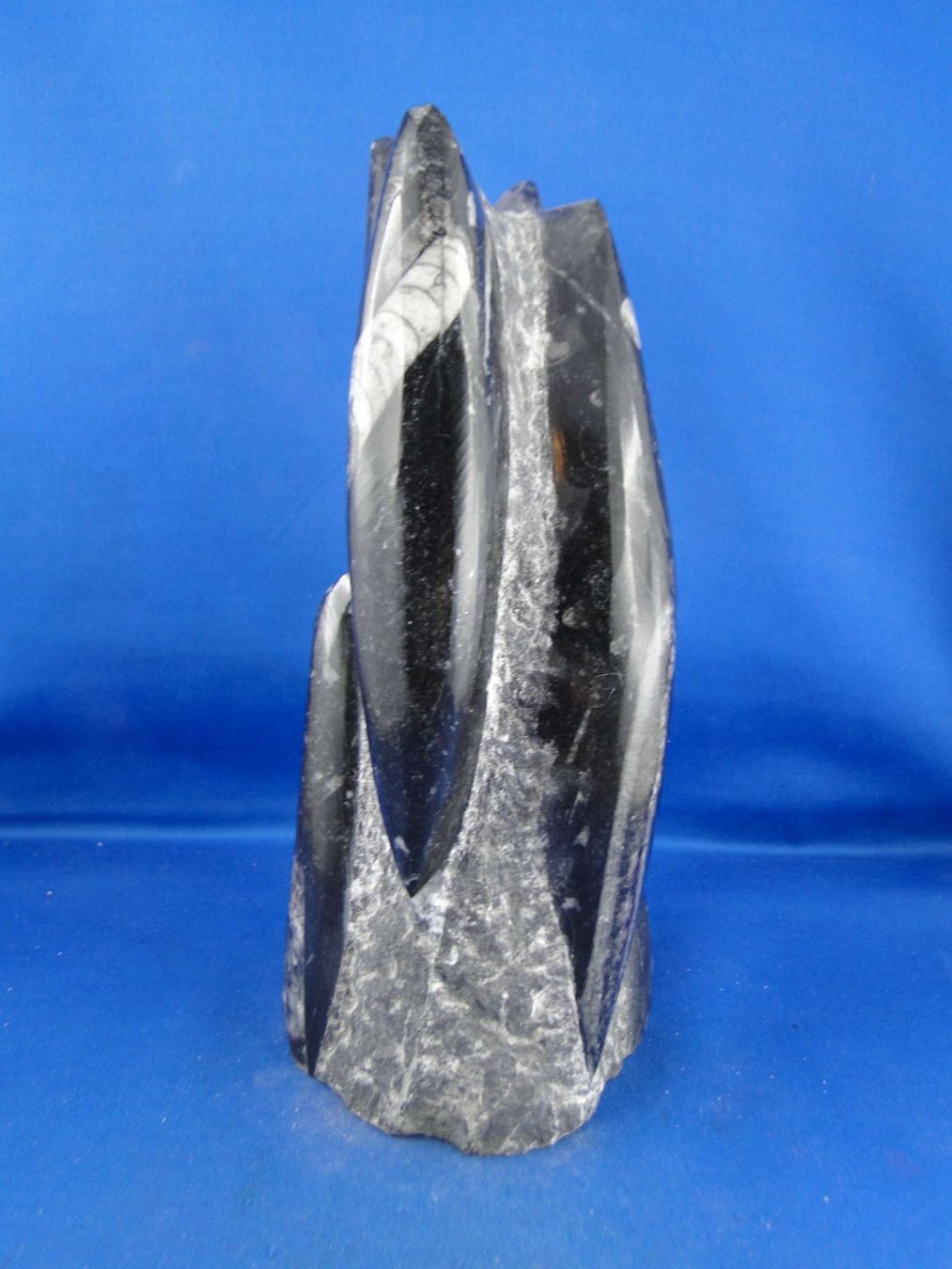 Fossili: Orthoceras Skulptur – Usato da Schinznach Bad venduto da Demerald 6
