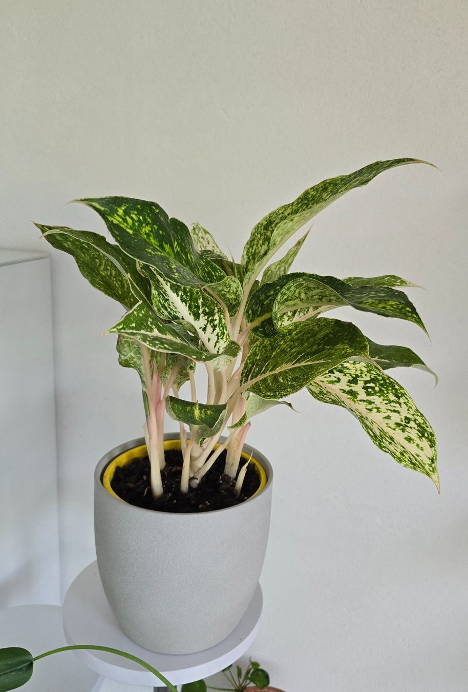Pflanzen & Samen: Zimmerpflanze Aglaonema – Gebraucht aus Aarburg von Glitzerschein 2