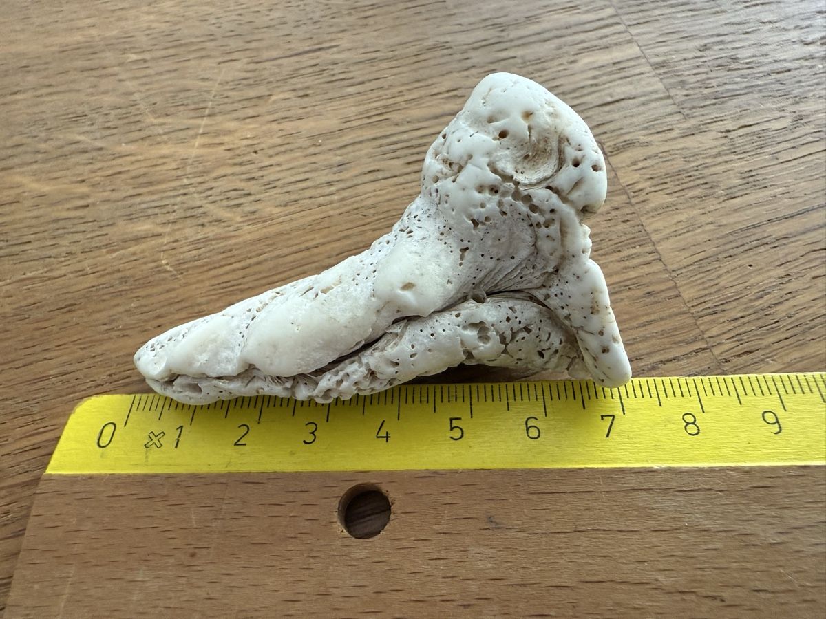 Fossili: Fossil Muschel Koralle Fund ??? – Usato da Goldach venduto da Messerguru 6