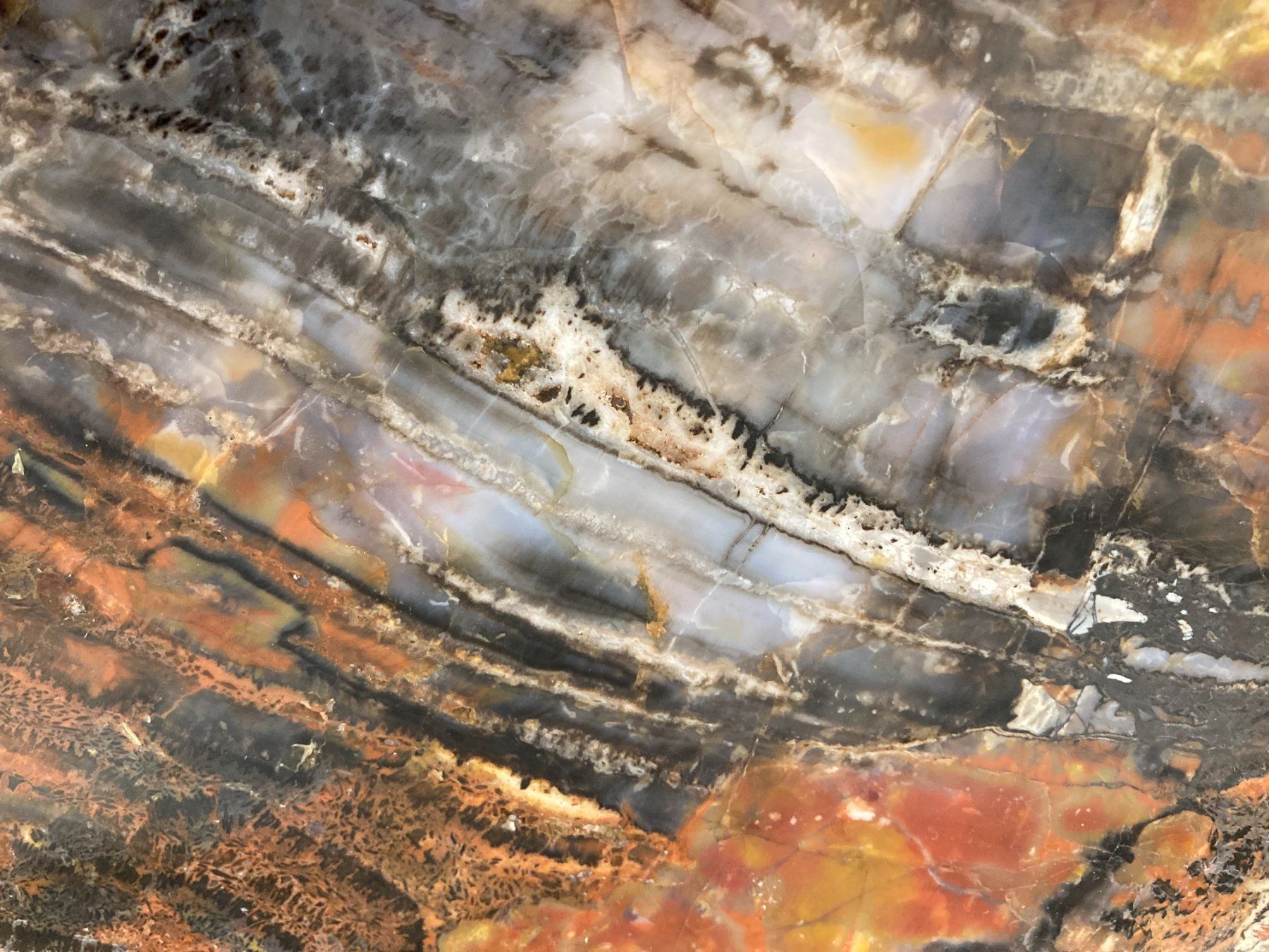 Mineralien & Heilsteine: WUNDERSCHÖNE VERSTEINERTE  HOLZ - SCHEIBE  27,25 KILO – Neu und originalverpackt aus Aesch ZH von LiquidAktion 6