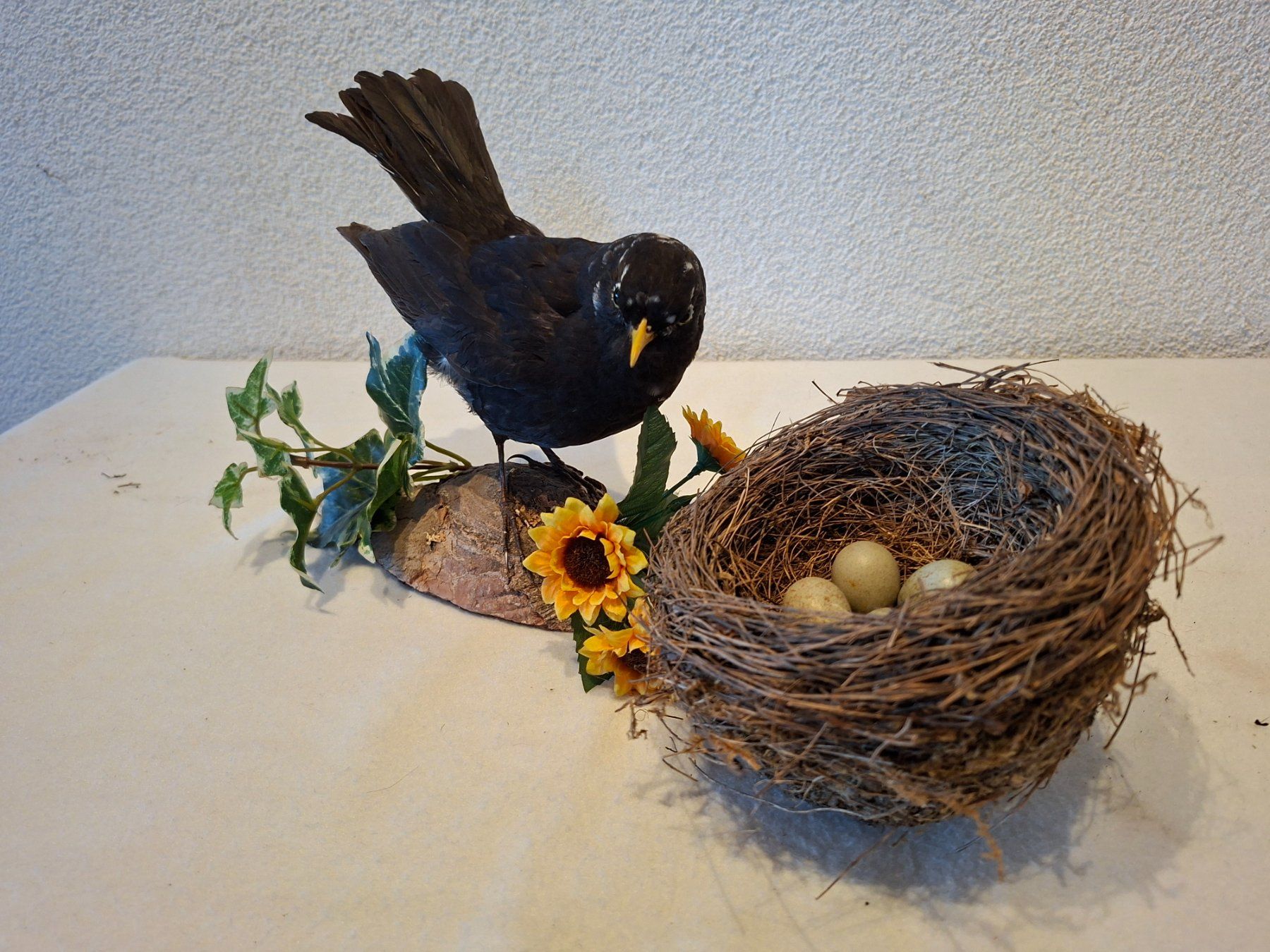 Il mondo degli animali: Amsel mit Nest – Usato da Wünnewil venduto da Boschung1