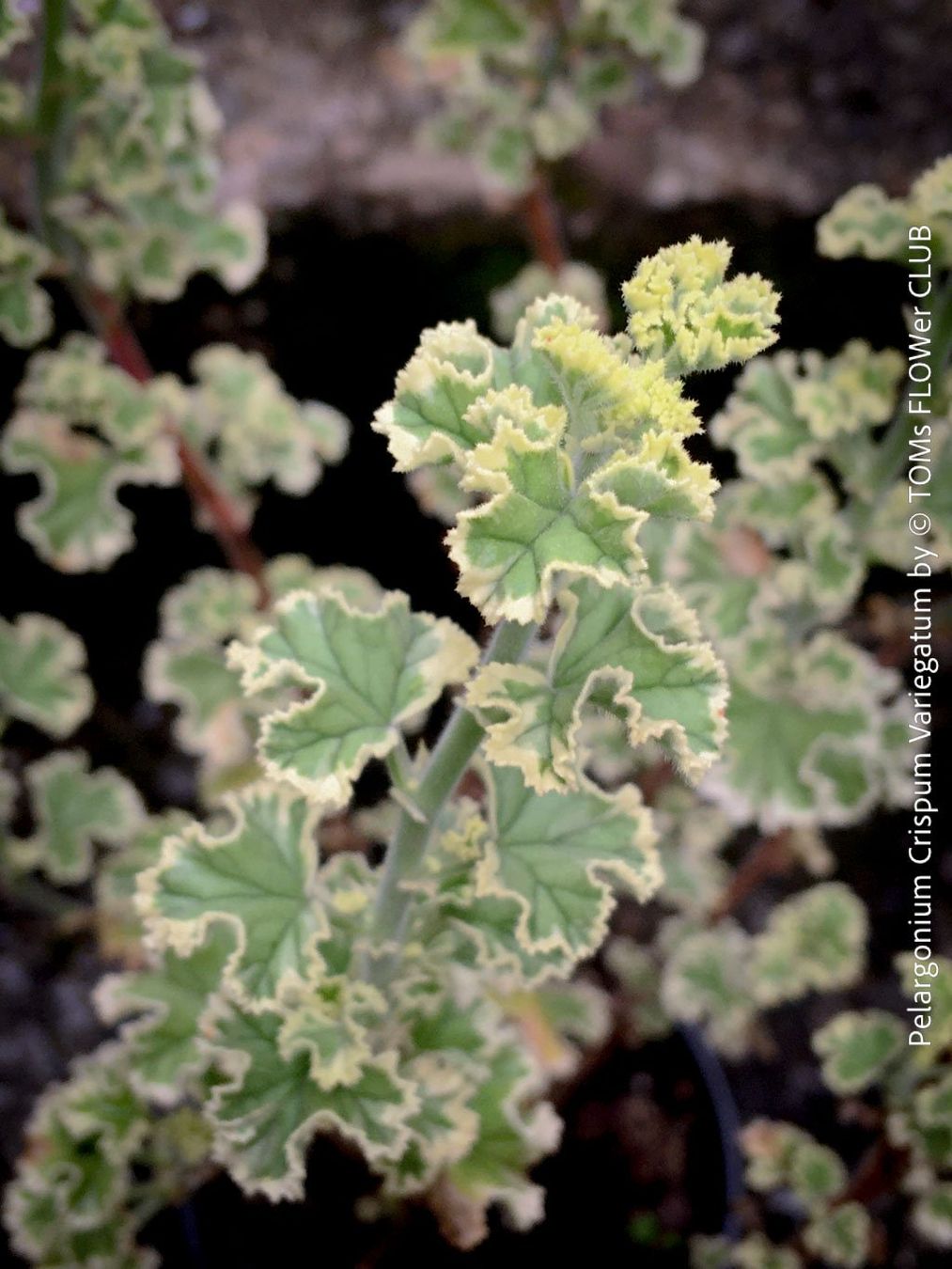 Piante & sementi: Pelargonium Crispum Variegatum - Duftgeranium – Nuovo e nell'imballaggio originale da Adliswil venduto da astom369 1