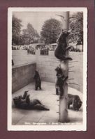 BERN - Bärengraben - 1933