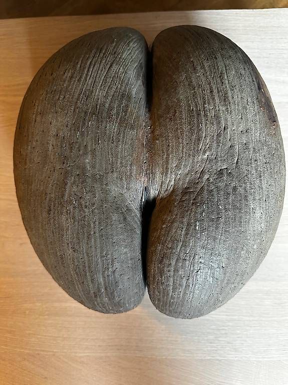 Alle Dekorationen: COCO DE MER – Gebraucht aus Aathal-Seegräben von rom_cg7q 4