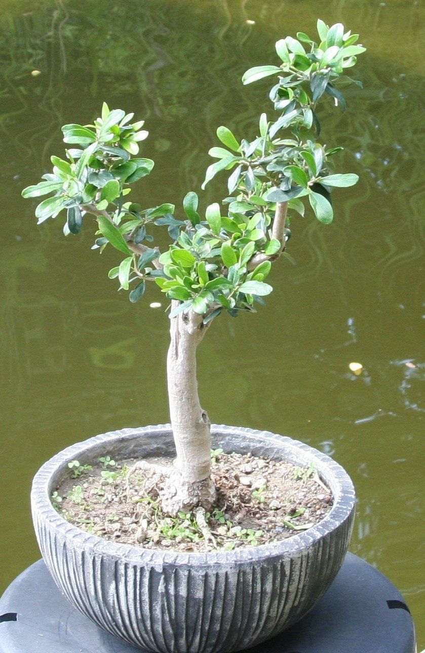Piante & sementi: BONSAI  -  Olive – Usato da Gretzenbach venduto da Sikim 1