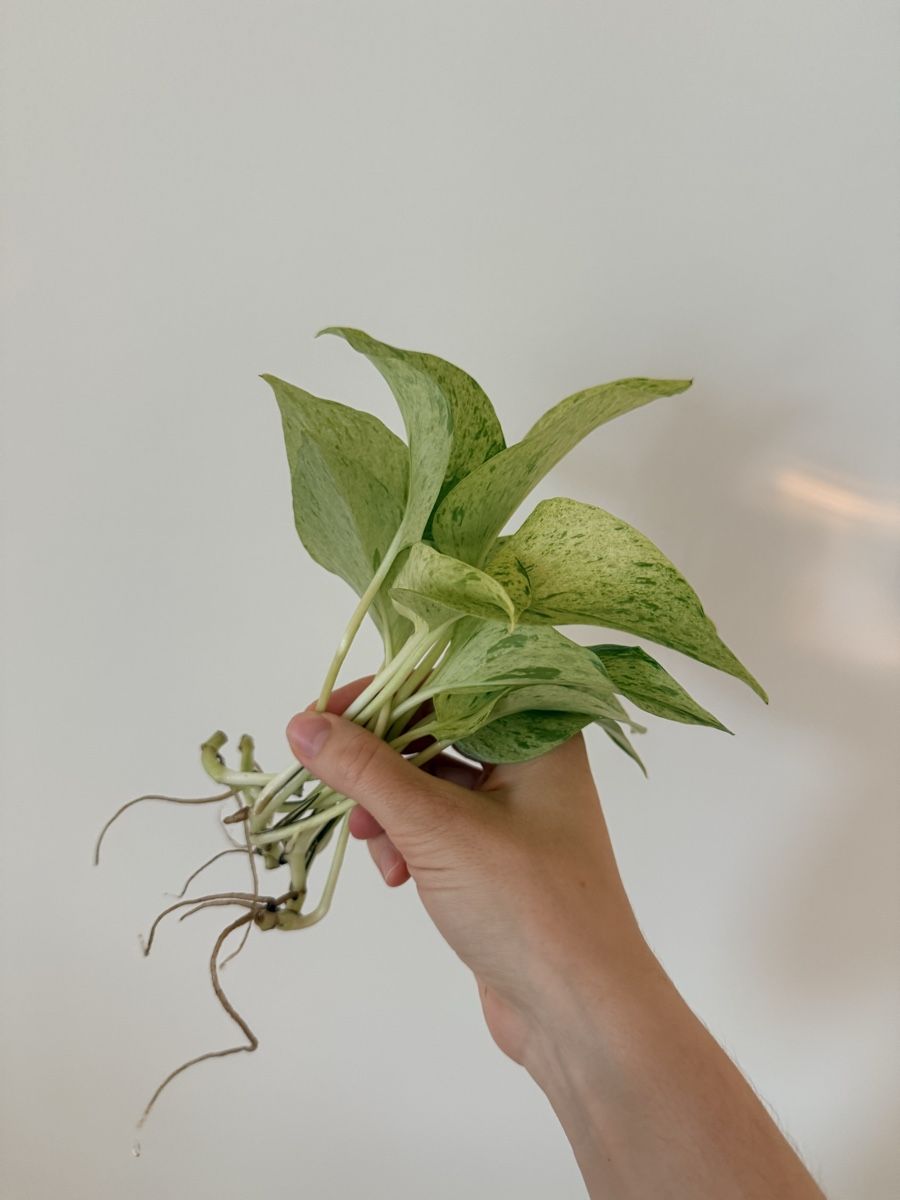 Pflanzen & Samen: Pothos Marble Queen cuttings  – Neu (gemäss Beschreibung) aus Zürich von gom_zxb8 1