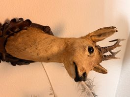 Trophäe Rehgeiss Stuck mit Geweih, Jagd Deko, Sammlerstüc...