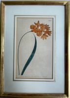 Kupferstich von Curtis William handkolorierter Curtis Botani