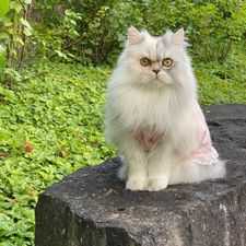 Profile image of catnini