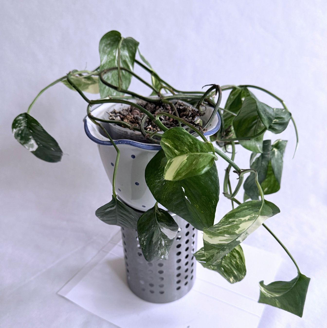 Piante & sementi: Epipremnum Pinnatum*Variegata***** – Nuovo (secondo la descrizione) da Dübendorf venduto da Orchid18 1
